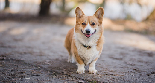 The Benefits of Growing Up with Dogs