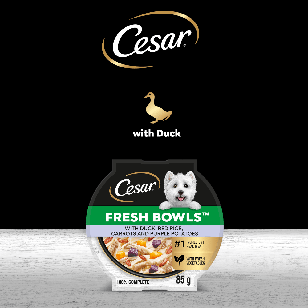 CESAR® Fresh Bowl Adult Wet Dog Food with Duck in Gravy 85g - 4