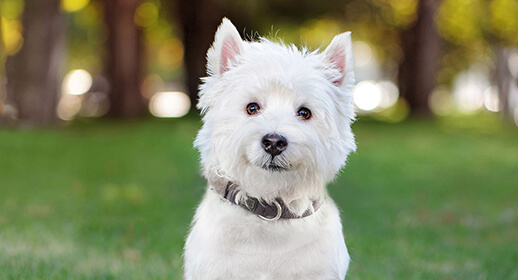 5 Dog training tips to help your pooch understand you